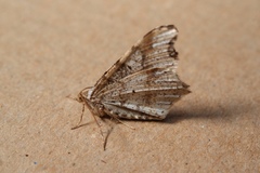 Macaria alternata