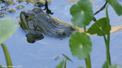 Lithobates chiricahuensis