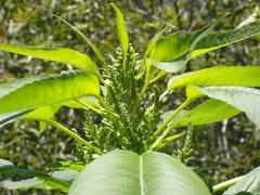 Amaranthus australis