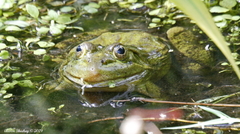 Lithobates chiricahuensis
