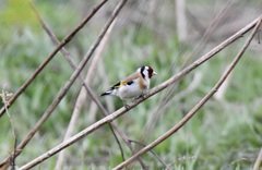 Carduelis carduelis