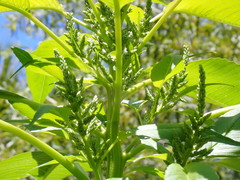 Amaranthus australis
