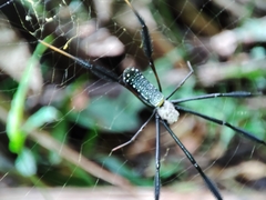 Trichonephila fenestrata