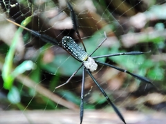 Trichonephila fenestrata