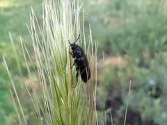 Enicopus ater