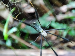 Trichonephila fenestrata