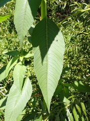 Amaranthus australis