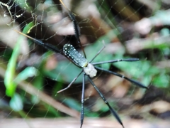 Trichonephila fenestrata