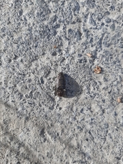 Agrypnus murinus