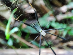 Trichonephila fenestrata