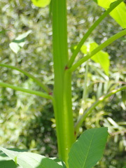 Amaranthus australis