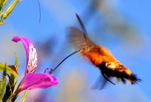 African Hummingbird Hawkmoth