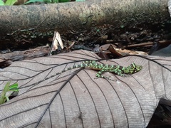 Anolis princeps