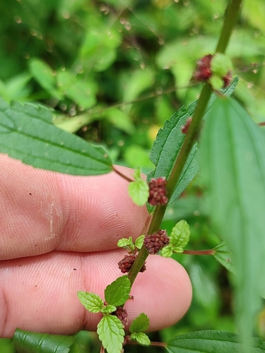 Phenax sonneratii image