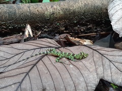 Anolis princeps
