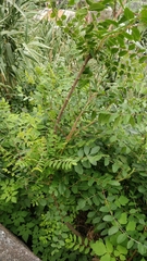 Rhus coriaria image