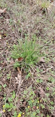 Symphyotrichum depauperatum