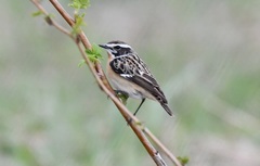 Saxicola rubetra