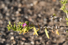 Delosperma versicolor