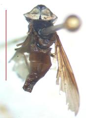 Ocyptamus dimidiatus