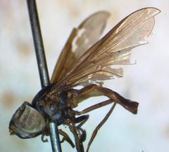 Ocyptamus dimidiatus
