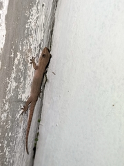 Hemidactylus frenatus