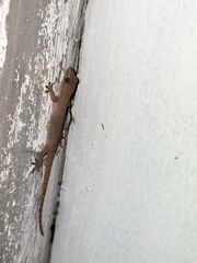 Hemidactylus frenatus