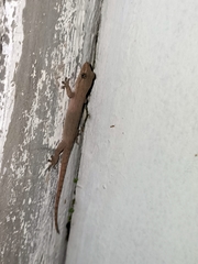 Hemidactylus frenatus