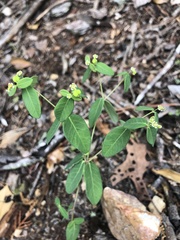 Euphorbia mercurialina