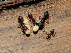 Camponotus renggeri