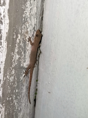 Hemidactylus frenatus