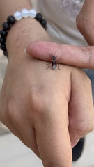 Anochrostomus formosus