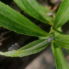 Enchenopa quadricolor