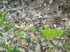 Vicia disperma