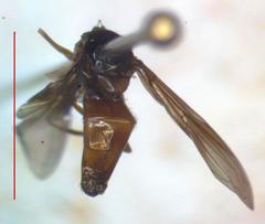 Ocyptamus dimidiatus