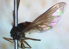 Ocyptamus dimidiatus