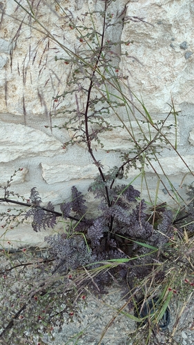 Image of Scrophularia lucida by no rights reserved