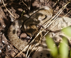 Macroprotodon mauritanicus
