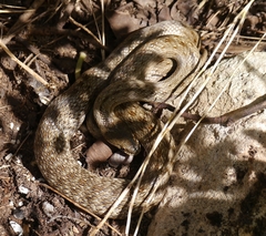Macroprotodon mauritanicus