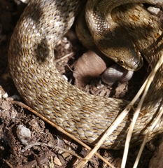 Macroprotodon mauritanicus