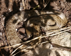 Macroprotodon mauritanicus