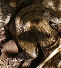 Macroprotodon mauritanicus