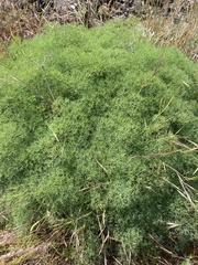 Lomatium klickitatense