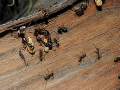 Camponotus renggeri