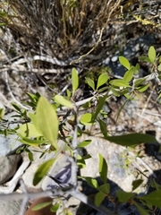 Prunus fasciculata