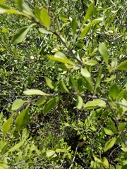 Prunus fasciculata