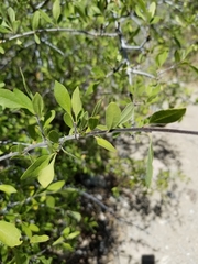 Prunus fasciculata