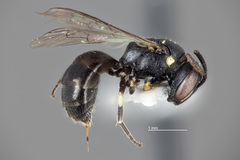 Hylaeus mesillae cressoni