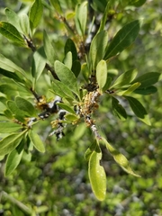 Prunus fasciculata