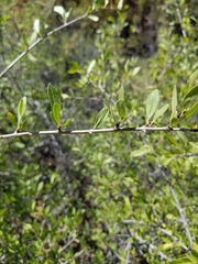Prunus fasciculata